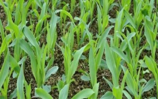 皖玉18号玉米种子特点，与对照生育期相当