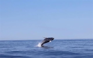 鲸鱼在爱情里象征着什么，象征着勇往直前