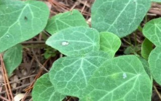 千金藤的分布，以野生为主