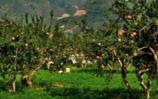 种植石榴怎么保花护果,人工授粉可增加坐果率