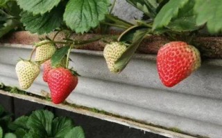 草莓有哪些常见的病虫害，有叶斑病、白粉病、灰霉病等