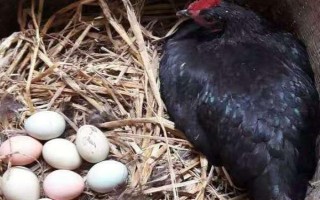 土鸡冬天不下蛋如何处理，采取提高舍温、补充营养等措施可增加产蛋量