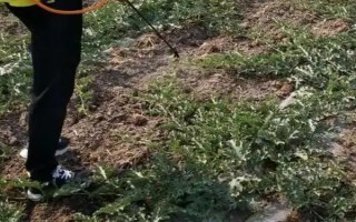 1克吡虫啉兑多少斤水，25%吡虫啉1g一般可兑水3000ml