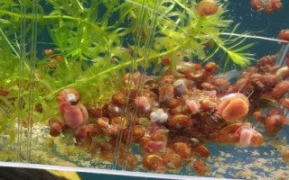 一个螺也能繁殖吗，需要2个螺才能完成繁殖