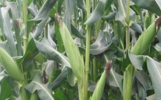 德育100玉米种子特点，每亩保苗5500-7000株