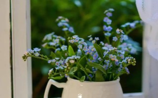 勿忘我的盆栽方法，开花前追施磷钾肥可促进花朵开放