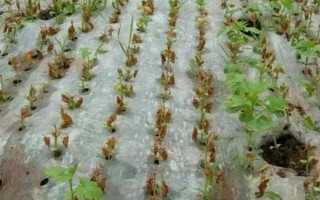 种植苦瓜的时间和方法，北方地区3-4月份可在棚内育苗、长江流域在3月份播种