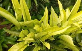 脐橙叶片黄化的症状，叶片由叶尖向叶基褪绿