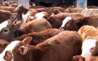 牛身上防蚊虫喷什么药，可选择风油精或花露水等