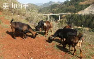 云南省的家畜与家禽地方品种，有六大名猪、名牛、名羊等