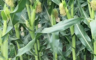 中邦A33玉米种子特征特性,选择中等以上肥力地块