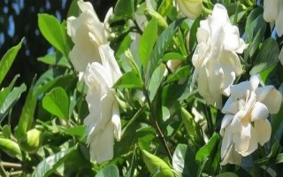 栀子花的水养方法,春秋季节每个星期换一次水