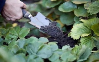 哪些因素会影响草莓膨大,主要有种子、温度、光照等5个原因