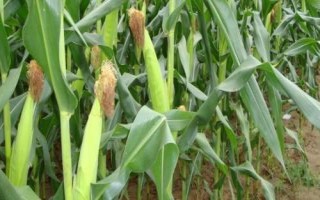 斯达糯36玉米品种的特性，密度3500株/亩左右