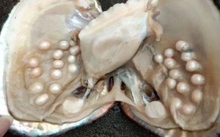 珍珠蚌适合在东北养殖吗，北方不宜养殖、在南方地区更合适