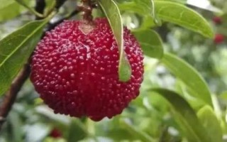 丁岙梅的产地，属于浙江省温州市茶山镇的特产