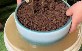 杜鹃如何浇水，一定要掌握见干见湿的原则