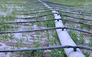 小麦越冬期间为什么会死苗，可能是气候差、品种不耐寒等原因造成