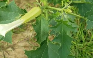 过量施用氮肥的危害，将会导致土壤氮素过剩