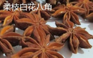 八角的品种，品种较多各有特点