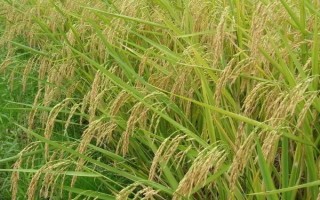光灿1号水稻品种简介，防治干尖线虫病和恶苗病