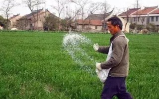 小麦叶尖发黄的原因，氮肥施用过多或除草剂药害均会导致