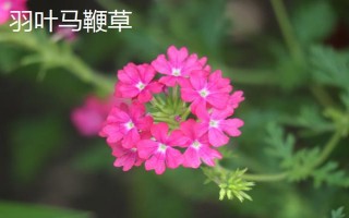 马鞭草有什么种类,分为柳叶马鞭草、柠檬马鞭草等品种