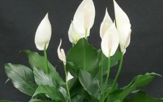 白掌叶子蔫了怎么处理，需注意温度调控和正确浇水等