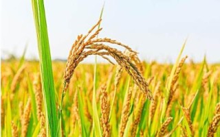 桃两优316水稻种简介,每亩插足基本苗8万以上