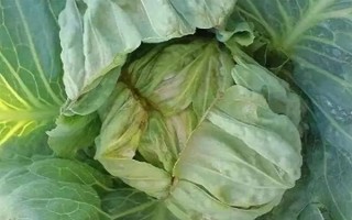 冬季蔬菜缺钙如何防治，不宜一次用肥过多