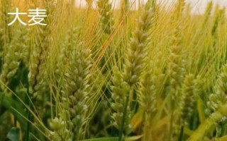 大麦的价格贵不贵，一斤需要2.25元左右