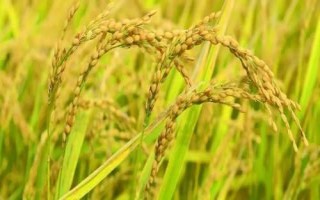 五优1602水稻种子介绍，大田用种量每亩1.0公斤