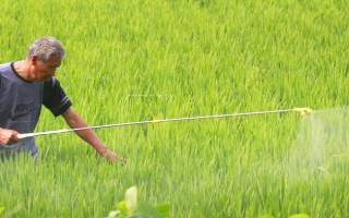 施磷肥的注意事项，以下6点需谨记