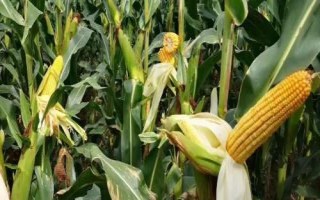 E1101玉米品种简介，注意防治丝黑穗病