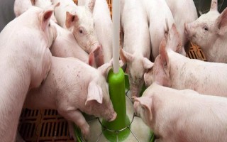 小猪仔保育料吃多久,吃一个月左右为宜