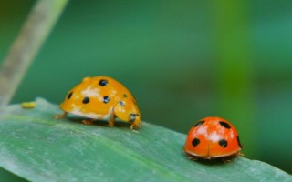 瓢虫会不会在屋子里繁殖，喜欢温暖的环境会在屋子里繁殖