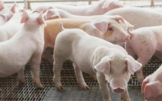 猪喜欢吃什么食物,喜欢吃土豆、苜蓿草、红薯等