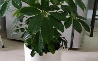 家庭大型盆栽常绿植物推荐,常见的有千年木、心叶藤和鸭脚木等