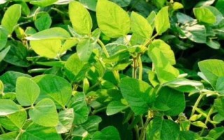 兴豆8号大豆种子简介,及时防治