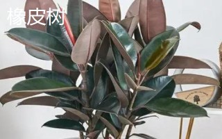 橡皮树是不是橡胶树，二者不是同一树种