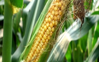 广德56玉米种子特点,亩密度4500株