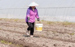 磷肥施用方案，要因土施用