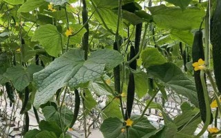 黄瓜应该怎样防治萤火虫，在4月份可将草木灰撒在瓜苗之上