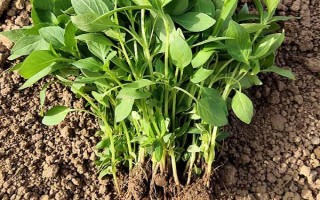荆芥的种植管理方法,育苗间苗时可以结合松土一次