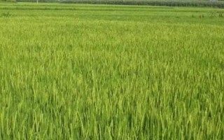 中晚稻搁田控蘖的方法,无效分蘖期至穗分化初期可开沟排水