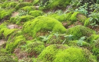 野生苔藓冬季会不会死亡，进入休眠状态后依然存活