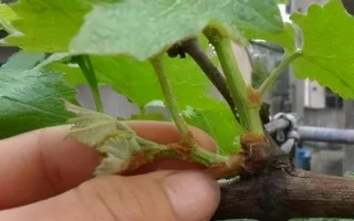 葡萄抹芽技术,通常在新梢长度在10厘米左右时进行