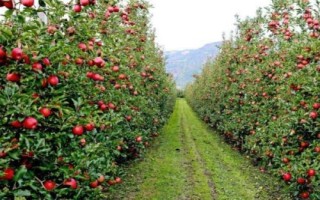 苹果的主产区，主要包括黄土高原、渤海湾等生产区域