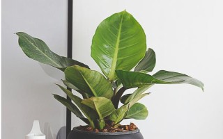 绿巨人和白掌的区别是什么，株高、枝叶和花朵均不同