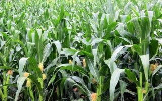 新丹616玉米种子介绍,在适应区域4月下旬播种
